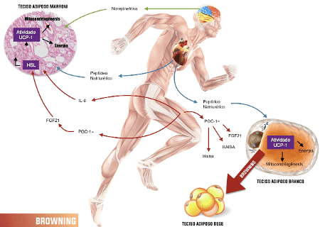 Os músculos são orgãos endocrinológicos?